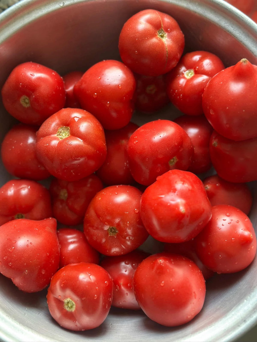Soft Tomatoes - 5 KG Box