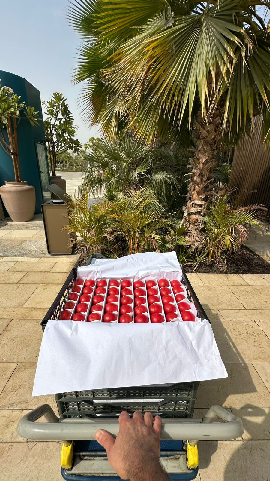 Community Box — 10 kg (and above) premium pink tomatoes