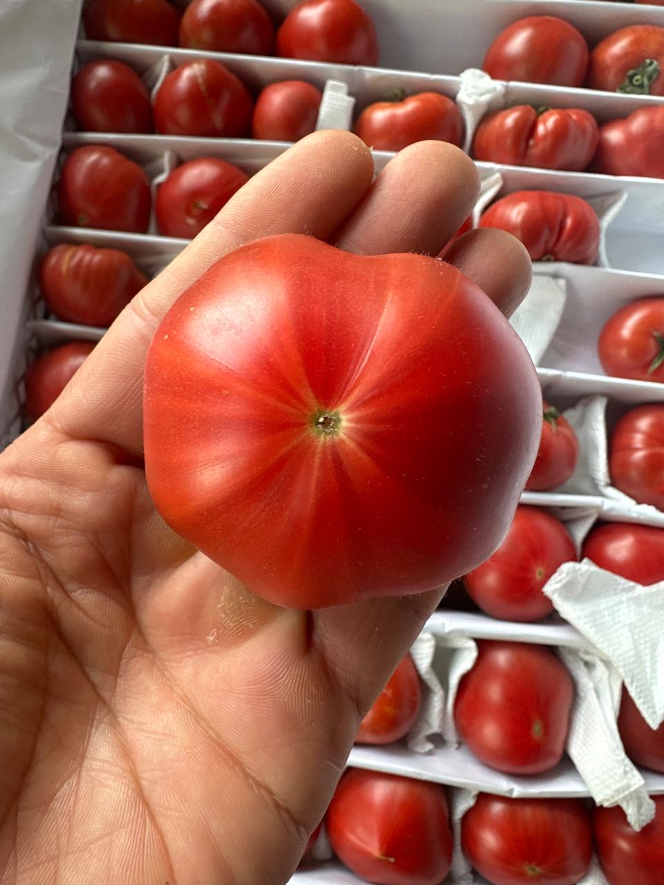 Bulk Order — Custom premium pink tomatoes